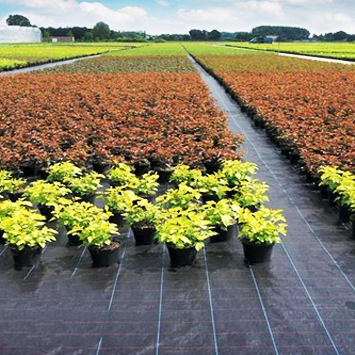 Heavy-Duty Weed Barrier Garden Fabric (3ft x 100ft) Z890874