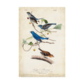 Indigo Bunting Birds Canvas Art K374488