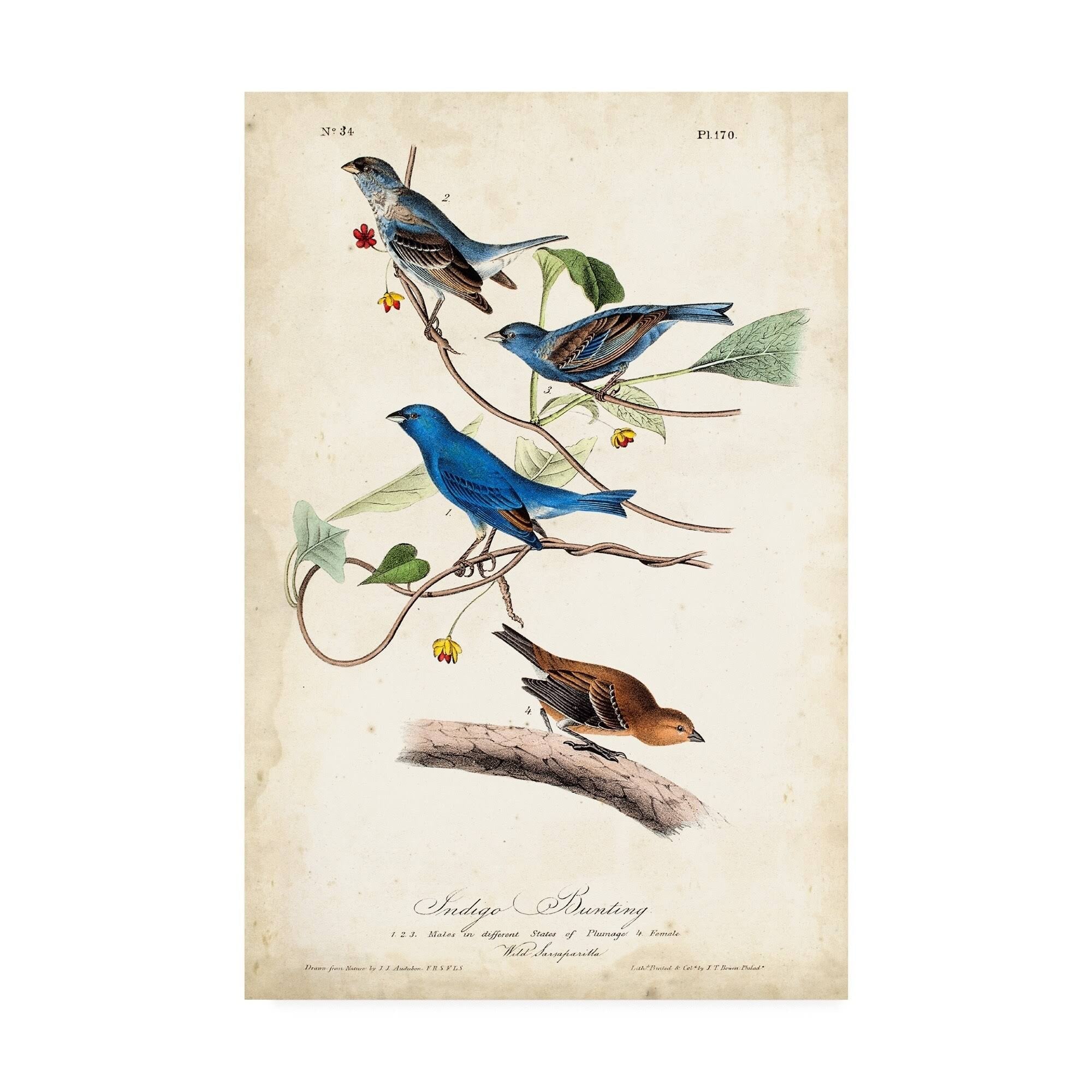 Indigo Bunting Birds Canvas Art K374488