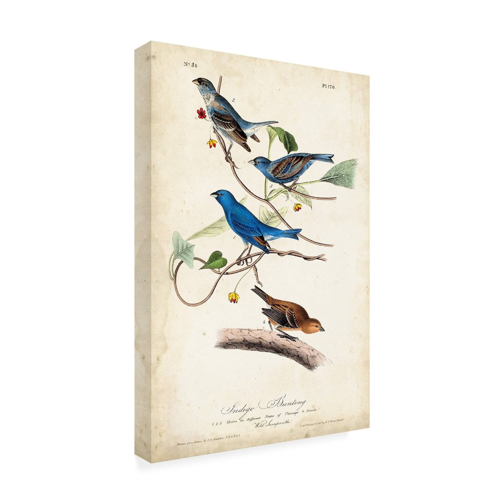 Indigo Bunting Birds Canvas Art K374488