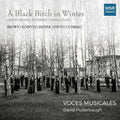 Black Birch in Winter X718