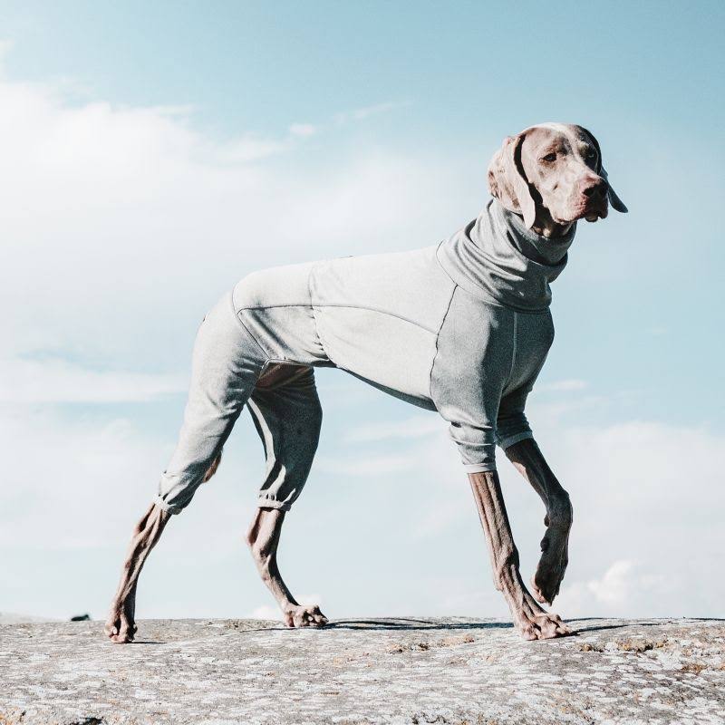 Carbon Grey Dog Body Warmer Z2459