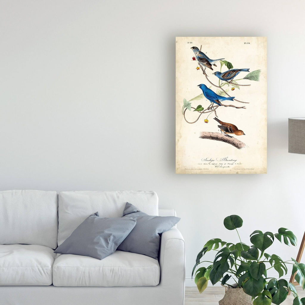 Indigo Bunting Birds Canvas Art K374488