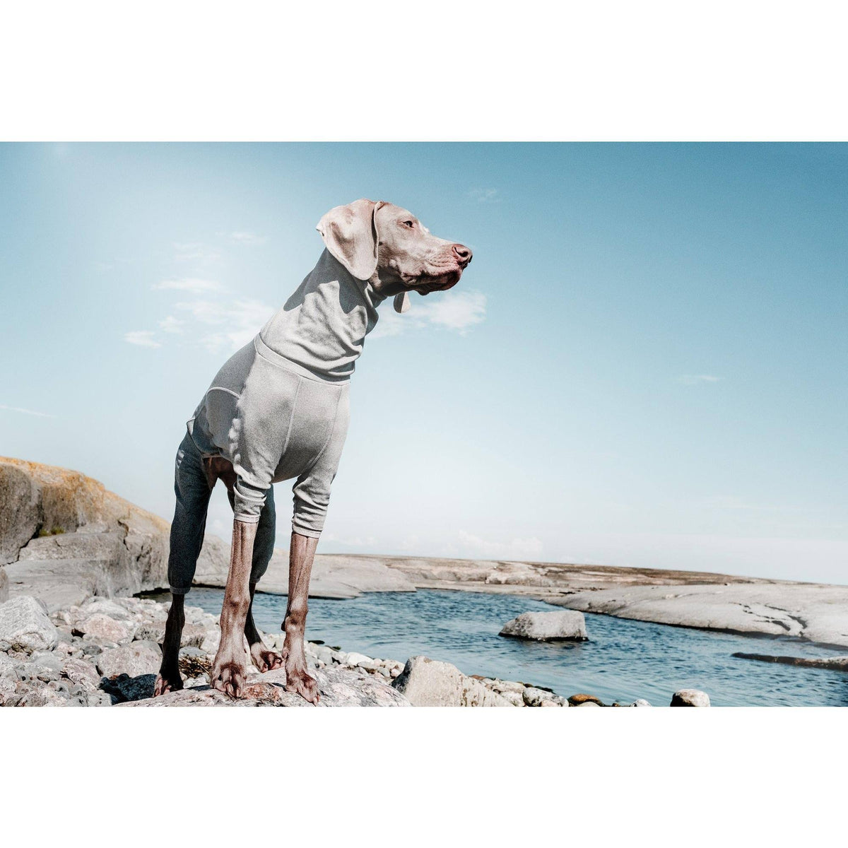 Carbon Grey Dog Body Warmer Z2459