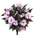13.7 in. Pink Light Guinea Impatiens Bushes Case of 6 C993